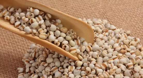 薏苡仁的功效與作用（麩炒薏苡仁的功效與作用）