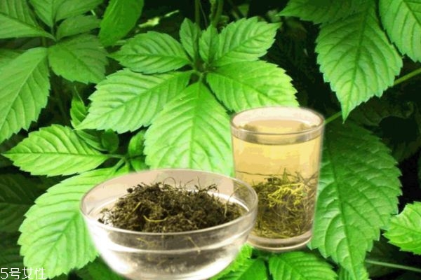 絞股藍泡水喝的功效和副作用降血脂嗎（絞股藍泡水喝的功效）