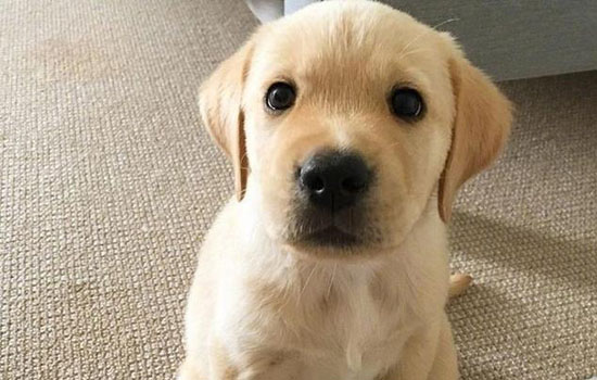 狗如果發燒了怎么能退燒（狗狗發燒最有效降溫）