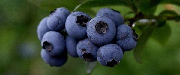 藍莓的功效與作用價格查詢（藍莓的功效與作用價格）