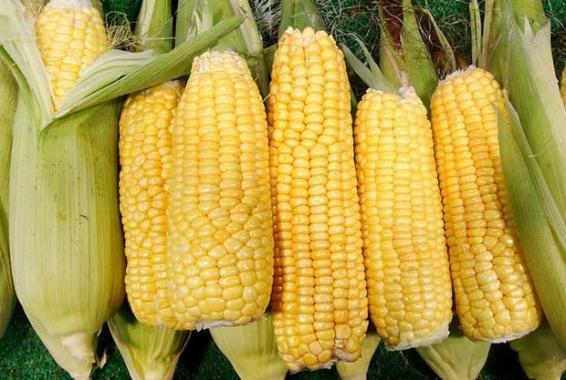 黑糯米玉米的營養價值和功效（玉米的營養價值和功效）