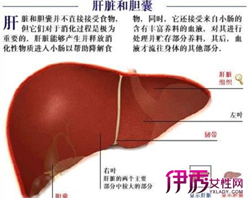 女性得膽囊炎的原因分析（女性得膽囊炎的原因）
