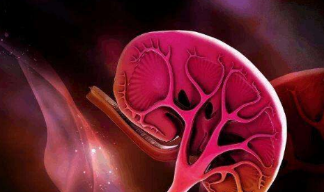 腎結石要忌口什么東西（腎結石最怕三種運動）