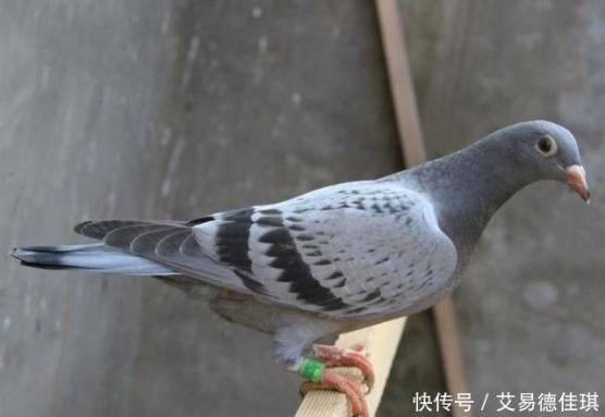 哪三種人不能吃鴿子（哪三種人不能吃鴿子補血湯）