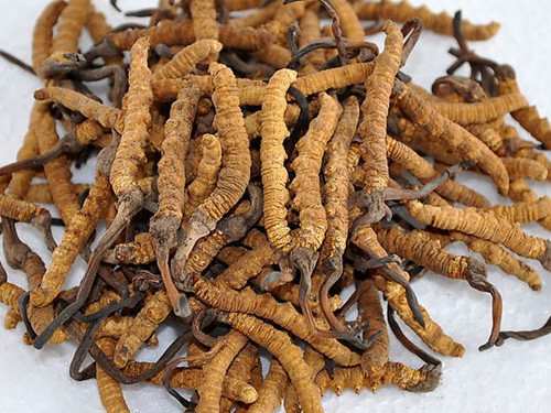 冬蟲夏草有什么作用（元氣騎士冬蟲夏草有什么作用）