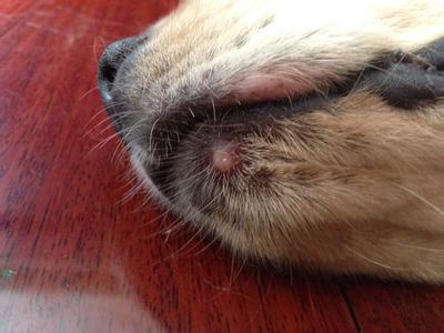 狗狗發燒摸哪里（狗狗發燒摸哪里知道）