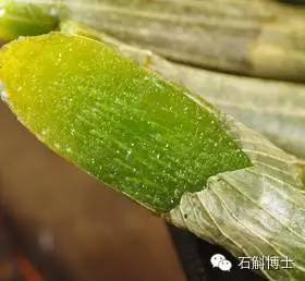 石斛的正確吃法與用量（石斛的正確吃法與用量是多少）