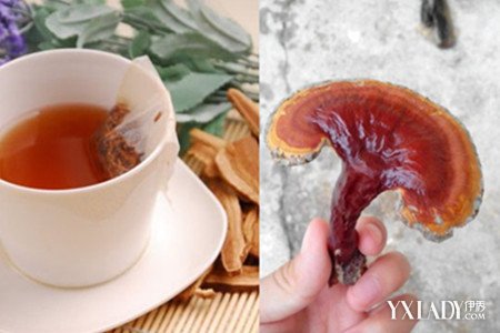 靈芝最好的食用方法（白肉靈芝最好的食用方法）