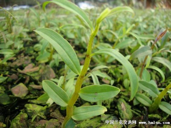 鐵皮石斛有什么功效(鐵皮石斛有什么功效果和作用)