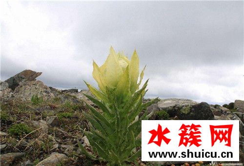 天山雪蓮花的價格