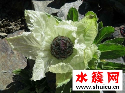 天山雪蓮花的價格