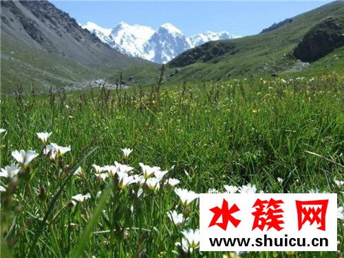 天山雪蓮花的價格