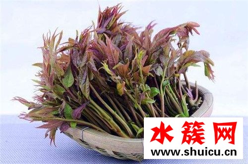 春季養(yǎng)生必吃十種食物