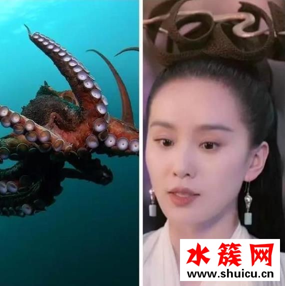 醉玲瓏成海鮮集中營(yíng)、悟空傳頭發(fā)比臉大 最近古裝劇都怎么了？