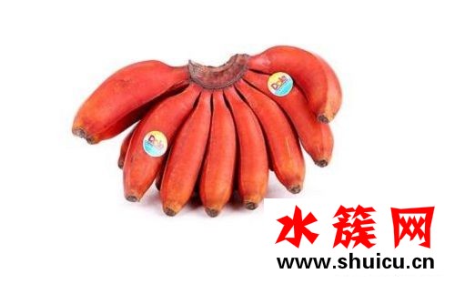 紅香蕉和黃香蕉有什么區(qū)別