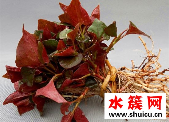 折耳根的功效與作用