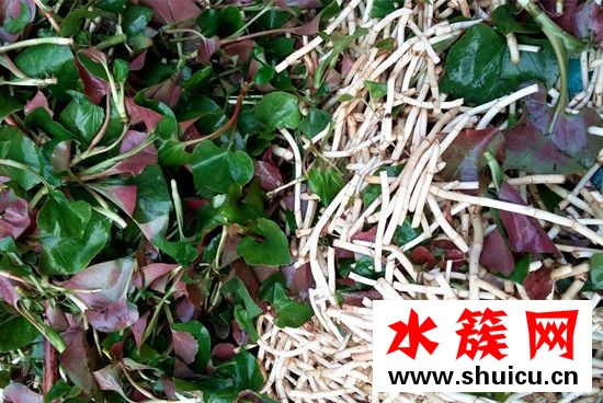 折耳根的功效與作用