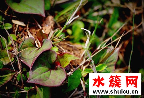 折耳根的功效與作用