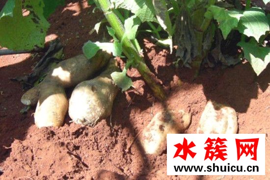 孕婦能吃雪蓮果嗎