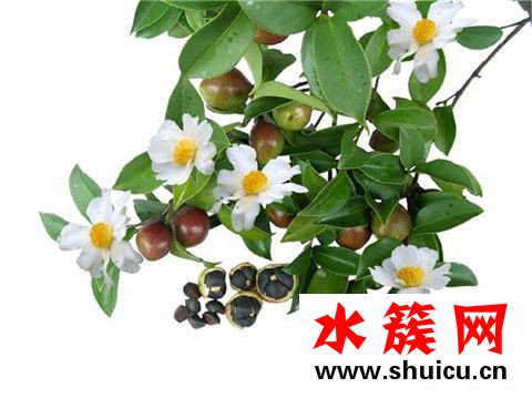 抗糖化是什么意思