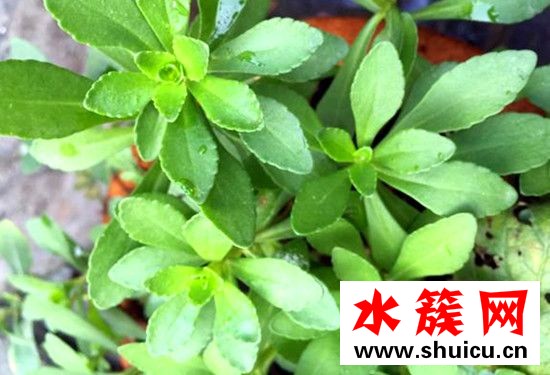 哪些人不能吃救心菜