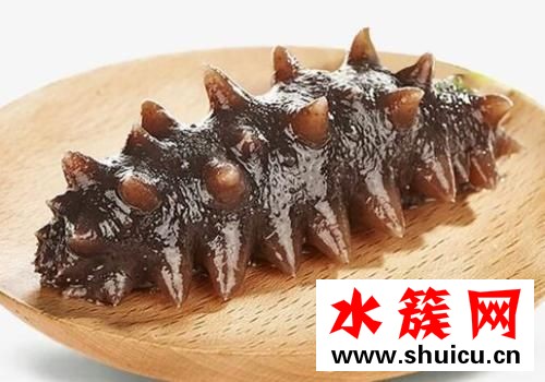 海參可以生吃嗎