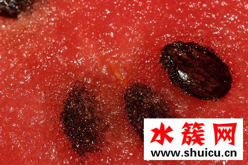 孕婦可以吃芒果嗎