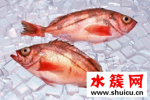 孕婦缺碘吃什么補最快