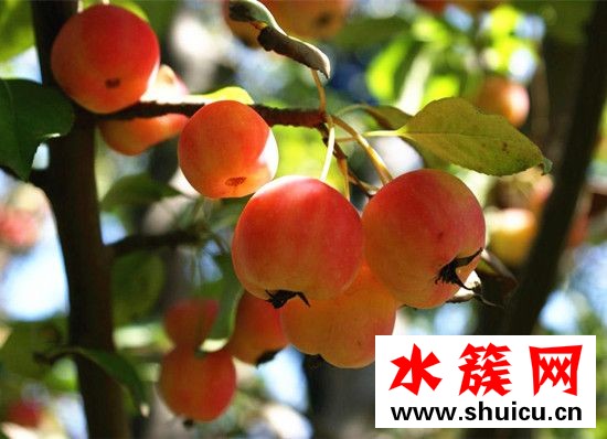 海棠果是山楂嗎