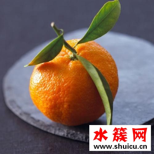 椪柑和橘子的區(qū)別