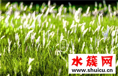 芒種節(jié)氣如何養(yǎng)生