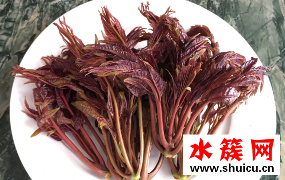 香椿可以曬干保存嗎