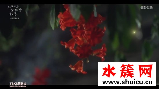 偶然發現的一天紅色的花是什么