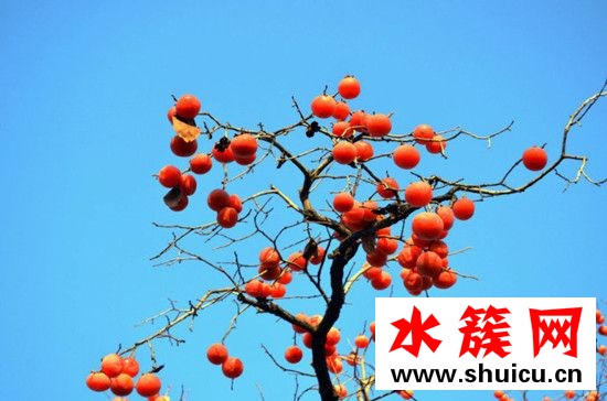 孕婦能吃柿子嗎