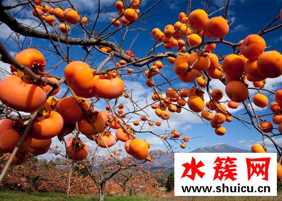 孕婦能吃柿子嗎