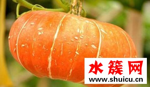 蓮子心孕婦能喝嗎