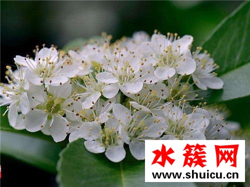 石楠花為什么那個(gè)味道