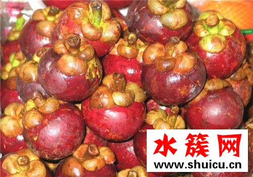 山竹為什么容易壞