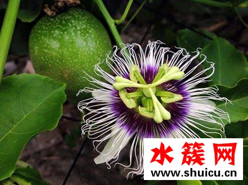 孕婦能不能吃西番蓮? 西番蓮是什么?