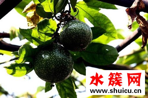 孕婦能不能吃西番蓮? 西番蓮是什么?